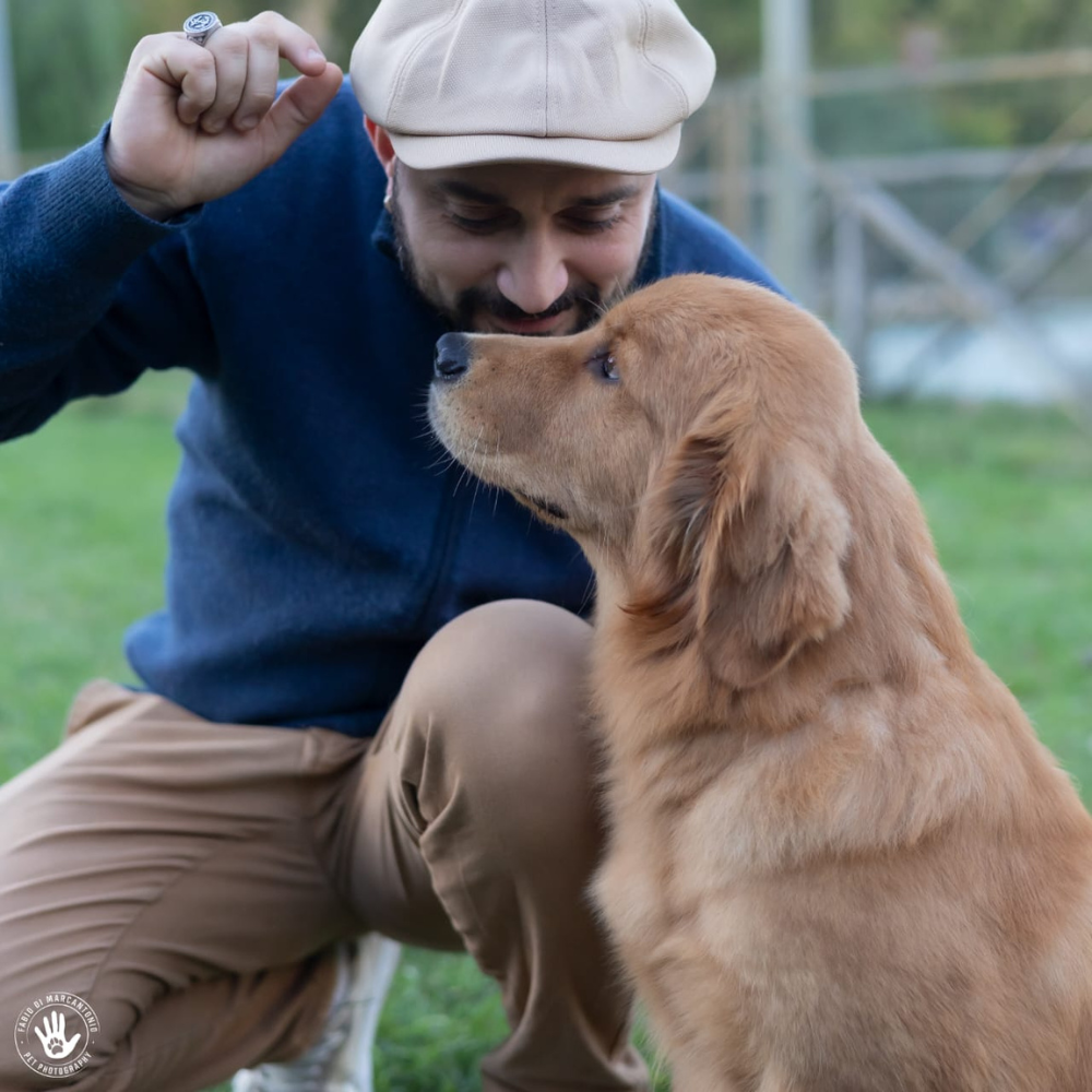 "L'Importanza della Socializzazione per i Golden Retriever: Come Far Crescere un Cane Felice e Sicuro"